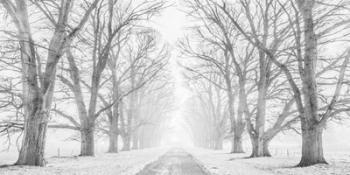 Tree Lined Road in the Snow | Obraz na stenu