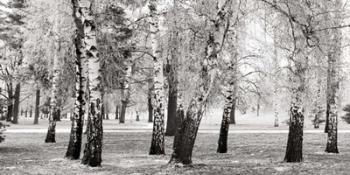 Birches in a Park | Obraz na stenu
