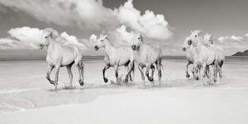 Band of Brothers, Lanikai Beach, Hawaii (BW) | Obraz na stenu