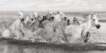 Herd of Horses, Camargue | Obraz na stenu