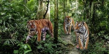Bengal Tigers (detail) | Obraz na stenu