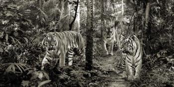 Bengal Tigers (detail, BW) | Obraz na stenu
