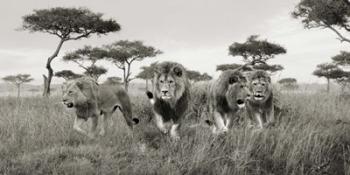 Brothers, Masai Mara, Kenya (detail) | Obraz na stenu