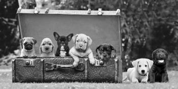 Dog Pups in a Suitcase | Obraz na stenu