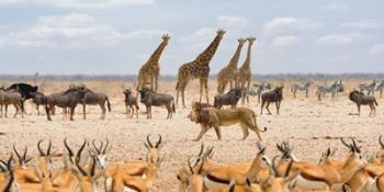 Sovereign Passing By (Masai Mara) | Obraz na stenu