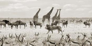 Sovereign Passing By (Masai Mara, BW) | Obraz na stenu