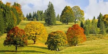 Autumn in Quebec | Obraz na stenu