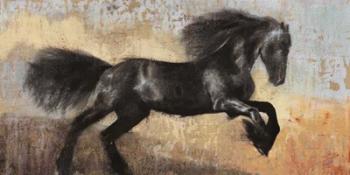 Black Stallion | Obraz na stenu