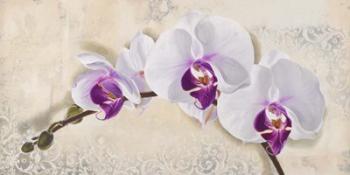Royal Orchid | Obraz na stenu