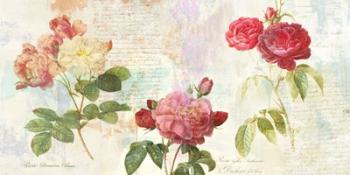 Redoute's Roses 2.0 | Obraz na stenu