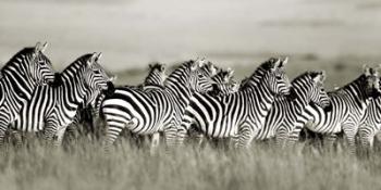 Grant's Zebra, Masai Mara, Kenya | Obraz na stenu