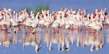 Lesser Flamingo, Lake Nakuru, Kenya | Obraz na stenu