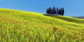 Cypress and Corn Field, Tuscany, Italy | Obraz na stenu