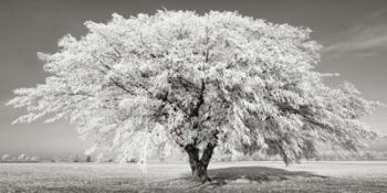 Lime Tree with Frost, Bavaria, Germany | Obraz na stenu