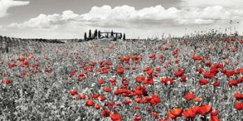 Farm House with Cypresses and Poppies, Tuscany, Italy | Obraz na stenu