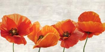 Bright Poppies | Obraz na stenu