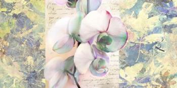 Kaleidoscope Orchid | Obraz na stenu