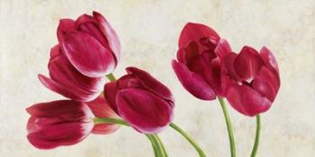 Tulip Concerto | Obraz na stenu