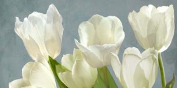 White Tulips on Blue | Obraz na stenu