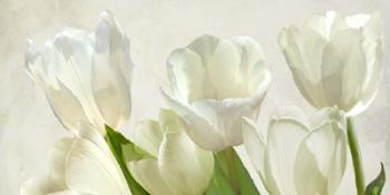 White Tulips (detail) | Obraz na stenu