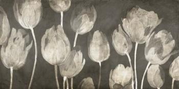 Washed Tulips | Obraz na stenu