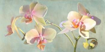 Jewel Orchids | Obraz na stenu