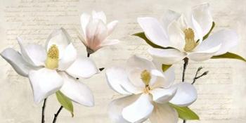 Ivory Magnolia | Obraz na stenu