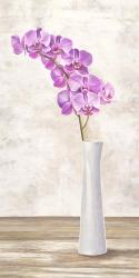 Orchid Arrangement | Obraz na stenu