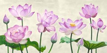 Lotus Flowers | Obraz na stenu