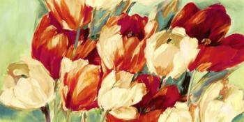 Red & White Tulips | Obraz na stenu