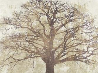 Sacred Oak | Obraz na stenu