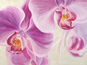 Purple Orchids | Obraz na stenu
