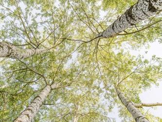 Birch Woods in Spring | Obraz na stenu