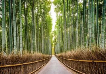 Bamboo Forest, Kyoto, Japan | Obraz na stenu
