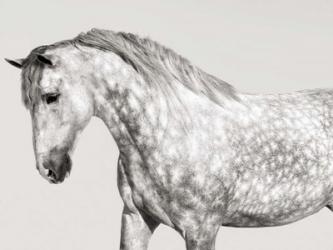 Leia, Andalusian Pony | Obraz na stenu
