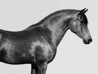 Orpheus, Arab Horse | Obraz na stenu