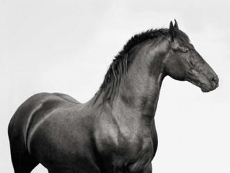 King Mamba, Stallion | Obraz na stenu