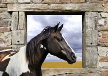 Painted Horse | Obraz na stenu