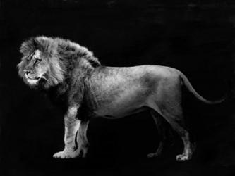 Panthera Leo | Obraz na stenu