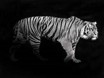 Panthera Tigris | Obraz na stenu