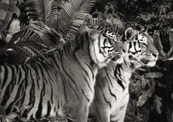 Two Bengal Tigers (BW) | Obraz na stenu