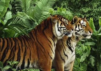 Two Bengal Tigers | Obraz na stenu