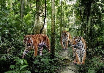 Bengal Tigers | Obraz na stenu