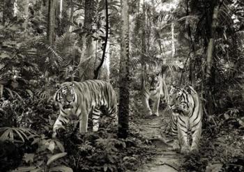Bengal Tigers (BW) | Obraz na stenu