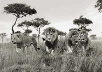 Brothers, Masai Mara, Kenya | Obraz na stenu