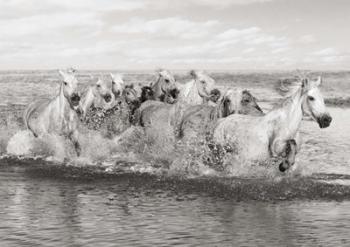 Herd of Horses, Camargue | Obraz na stenu