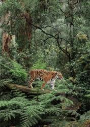 In the Jungle | Obraz na stenu