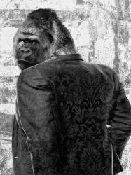 Ape in a Suit | Obraz na stenu