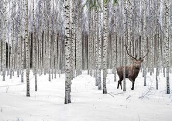 Stag in Birch Forest, Norway | Obraz na stenu