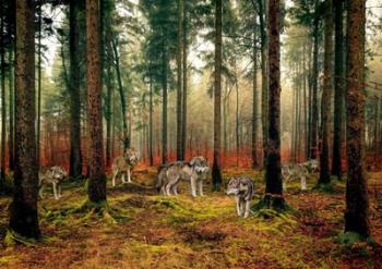 Pack of Wolves in the Woods | Obraz na stenu
